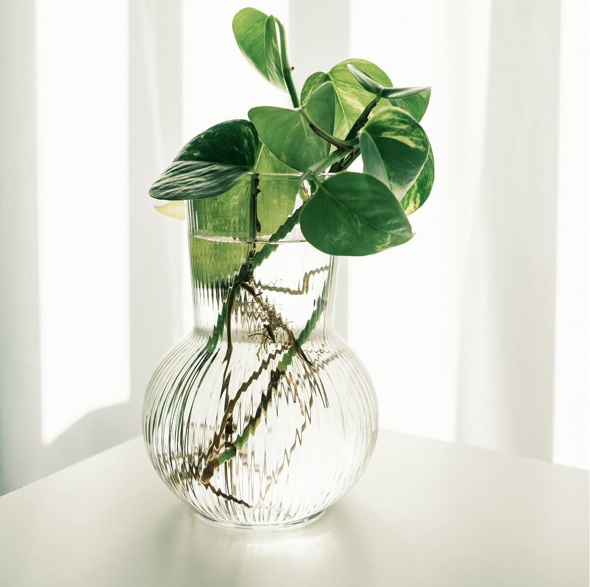 Al colocar las plantas en frascos transparentes puede verse su crecimiento