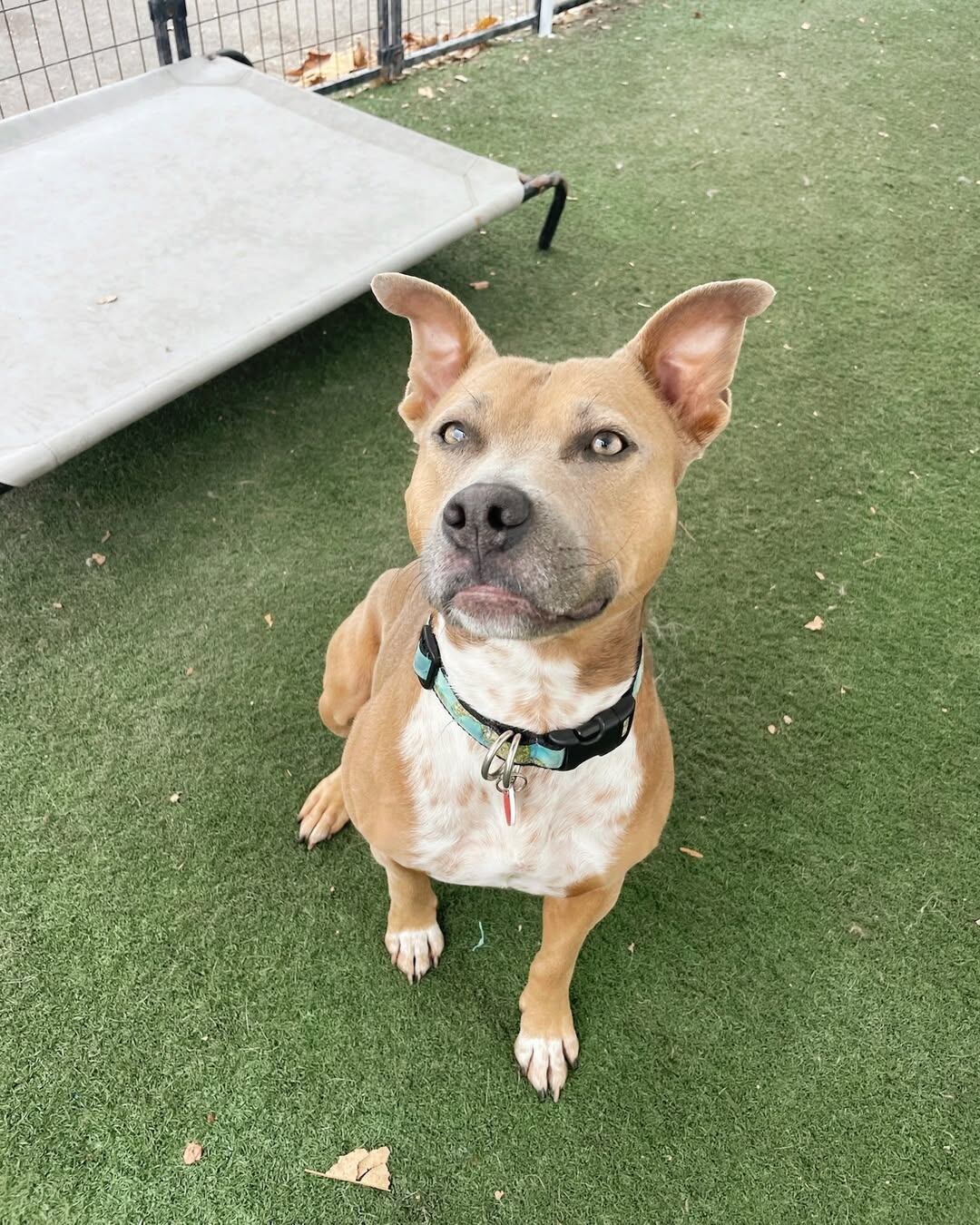 La información para poder adoptar a Moxie (Foto: Instagram @wagsandwalks)