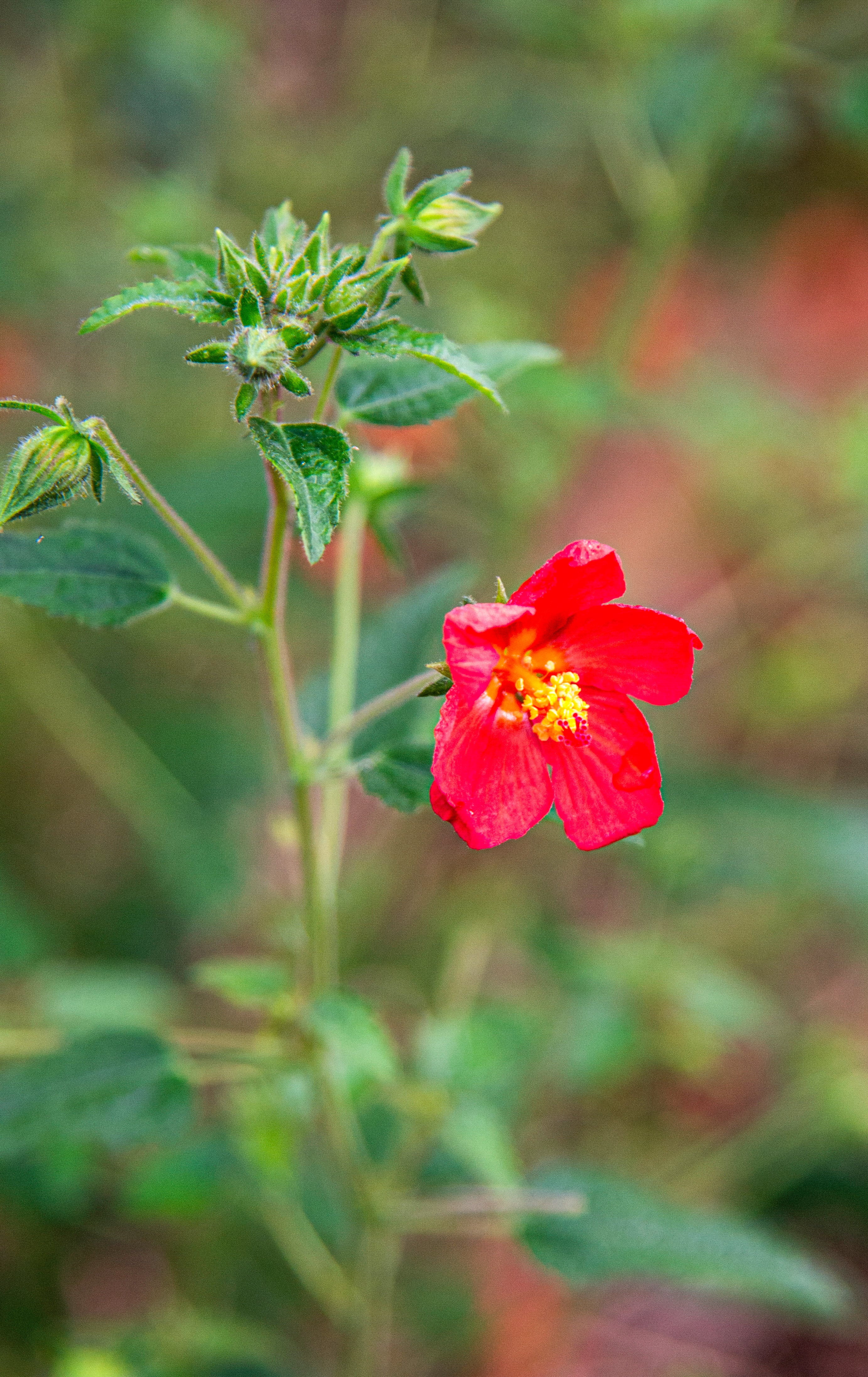 Con pocos cuidados, la Pavonia missionera aporta flores durante varios meses