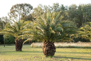 10 plantas que arman en tu jardín un escudo protector contra la contaminación