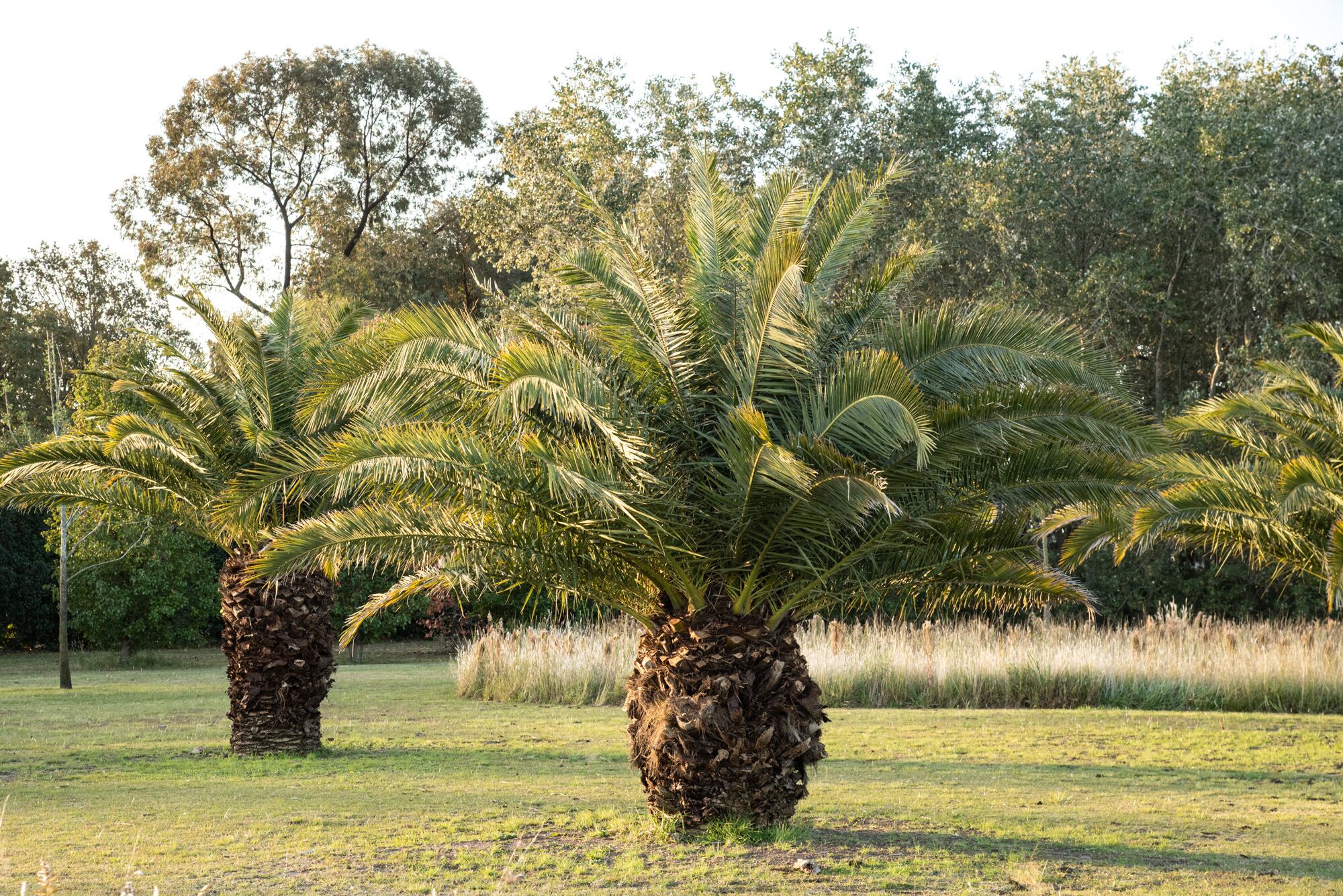 Varias especies de palmeras, como la butia, tienen alta capacidad depuradora. Logran absorber vencenos, triclorobencenos y xilenos.