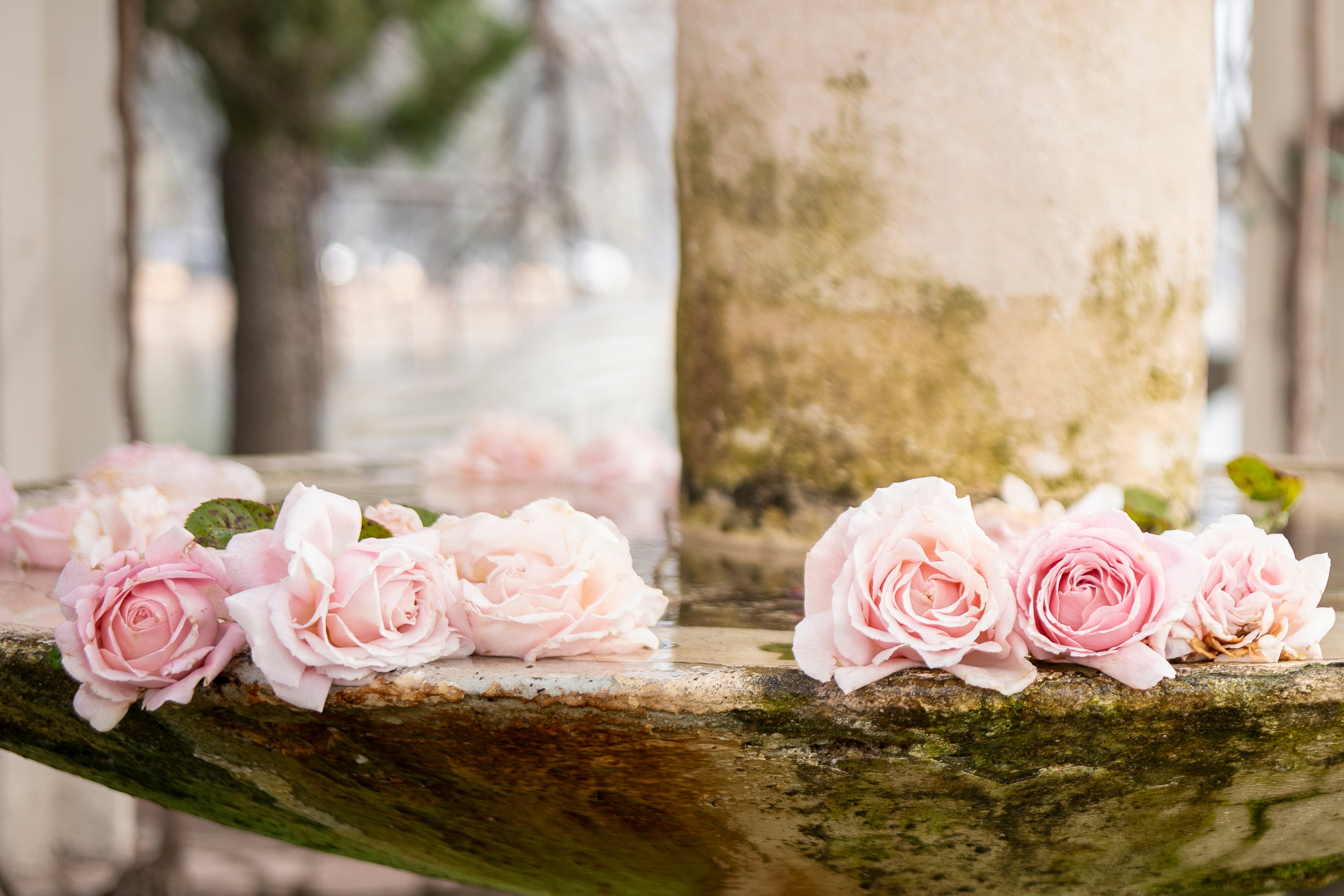 El Rosedal de Palermo regala esquejes: cuándo y dónde retirarlos y el paso a paso para plantar un rosal en casa 12 Para lograr un rosal originario del Parque 3 de Febrero