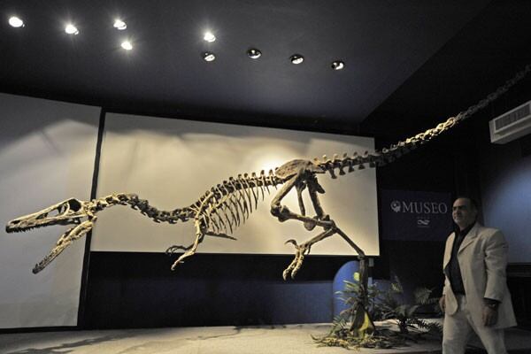 En 2008, en el museo se presentó el Austroraptor Cabazai, como fue bautizado, que vivió hace 70 millones de años y medía más de cinco metros