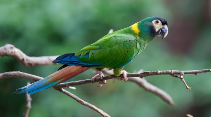 El loro barranquero es una especie que se halla en la meseta patagónica de Argentina y también en Chile