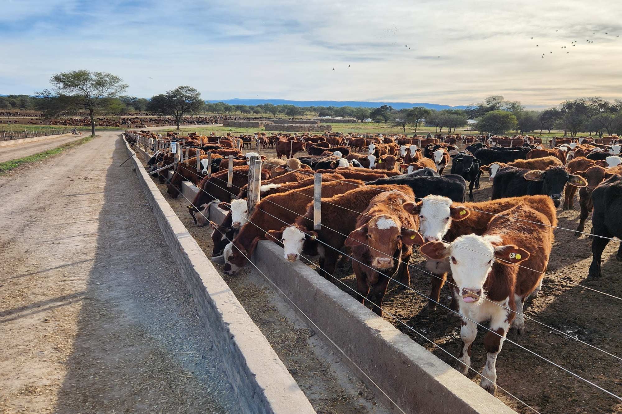 “La cría ocupa poca superficie por su baja rentabilidad y, por lo tanto, el principal eje de la ganadería es el feedlot, que consume la producción de maíz de la empresa”, afirma Bartolucci
