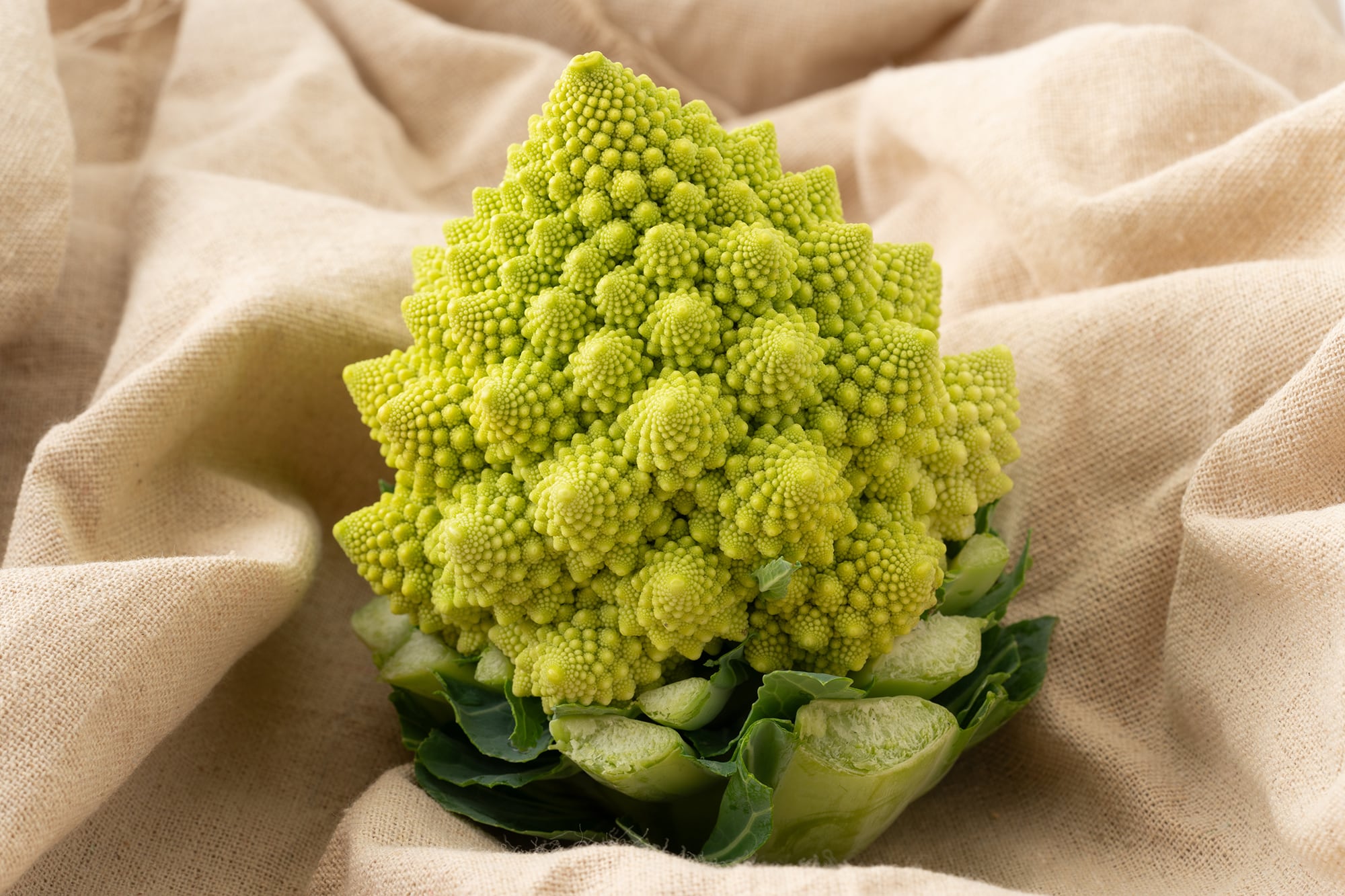 Una de sus características más destacadas es que la cantidad de inflorescencias que lo componen resultan en un número Fibonacci