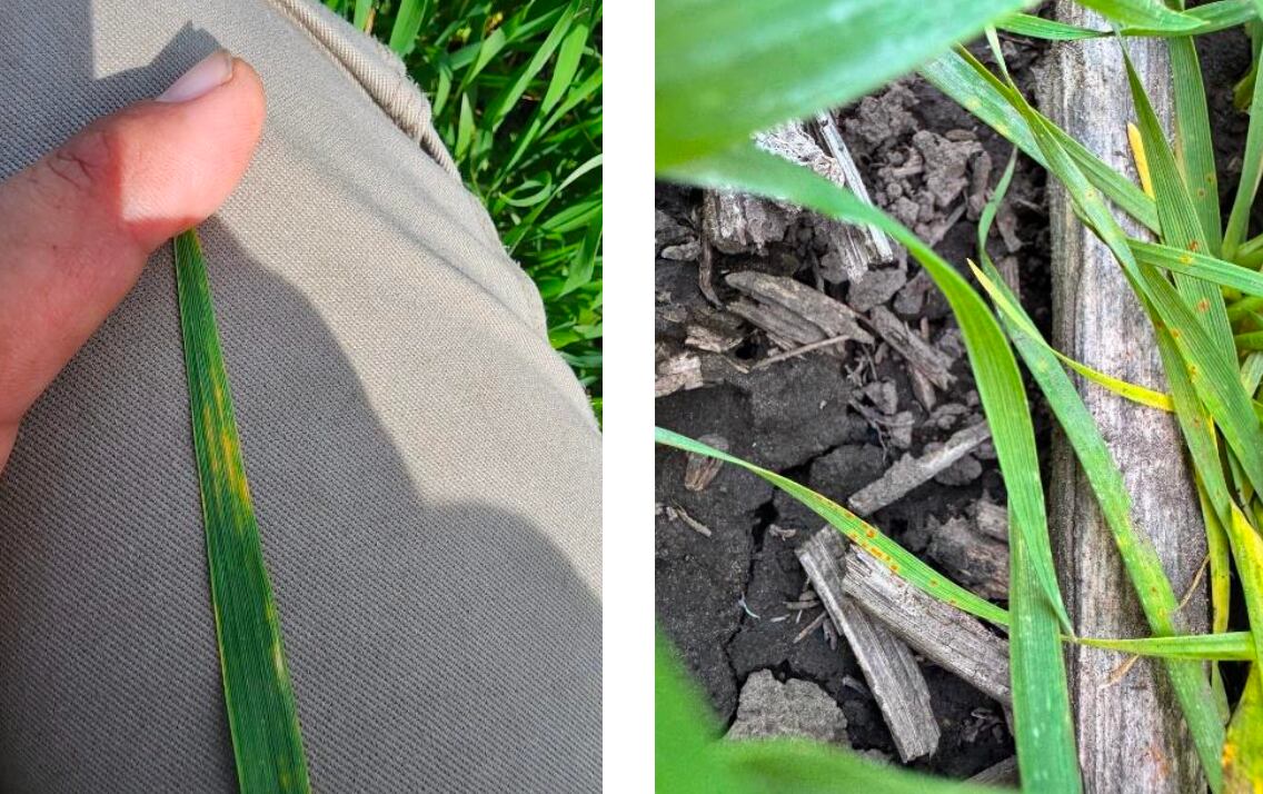 Las lluvias de julio, agosto y septiembre marcó un retraso en algunas labores, como la segunda fertilización nitrogenada y aplicaciones de postemergentes, pero lo más importante es el desarrollo de enfermedades foliares