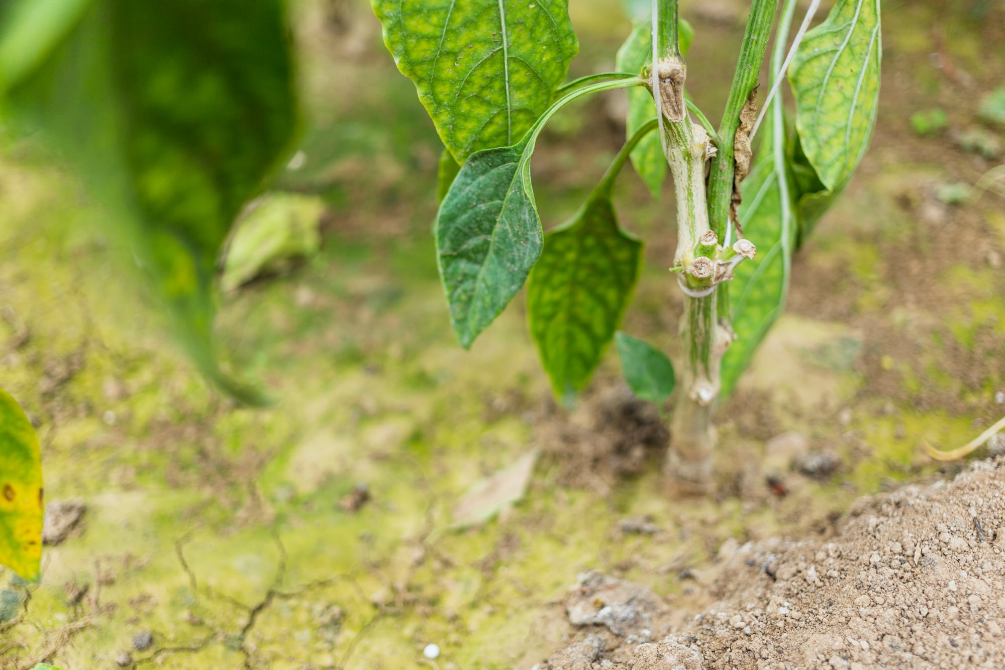 Cuando las hojas se enrollan, la planta puede estar acusando falta de agua