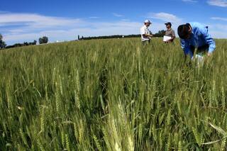 Enfermedades foliares: cómo prevenirlas y controlarlas eficazmente