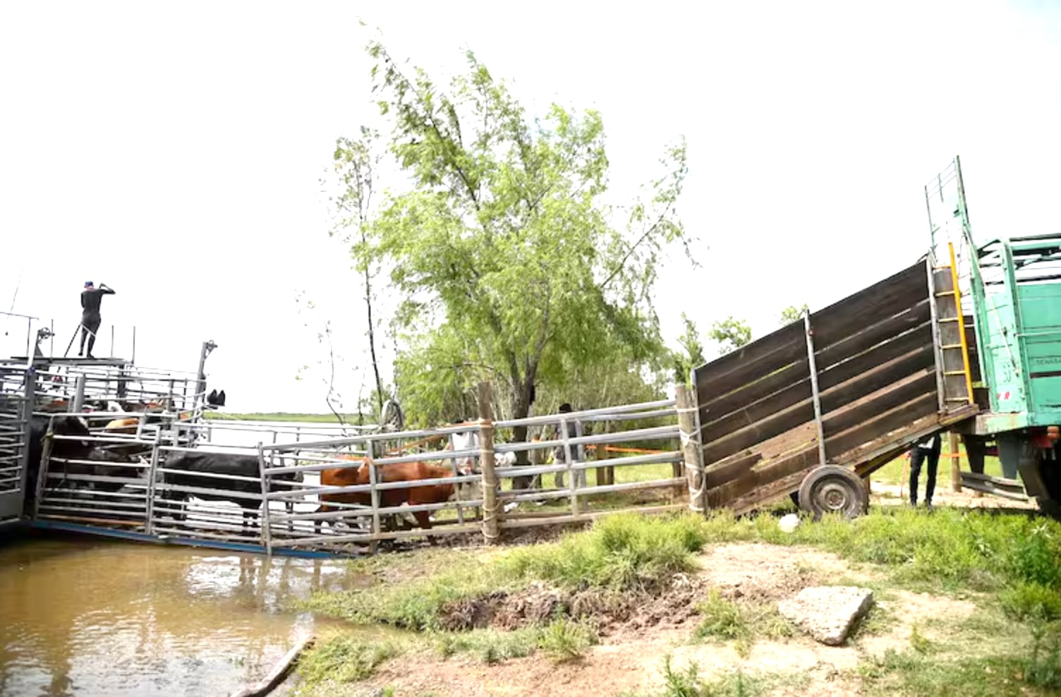 Según la ordenanza del municipio, hasta las 100 cabezas se abona dos kilos; de 101 a 400, tres kilos, y más de 400 animales, se paga cuatro kilos, todo con el valor del índice de novillo (de la categoría 431/460 kilos) del Mercado Agroganadero (MAG)