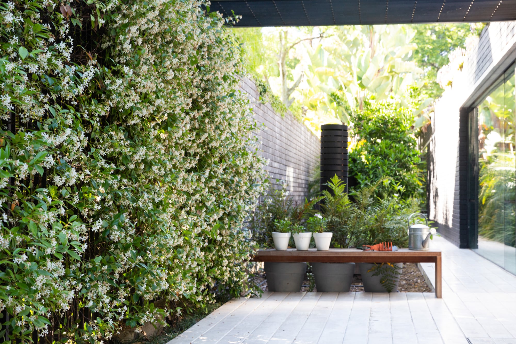 Los Trachelospermum jasminoides perfuman de forma garantizada