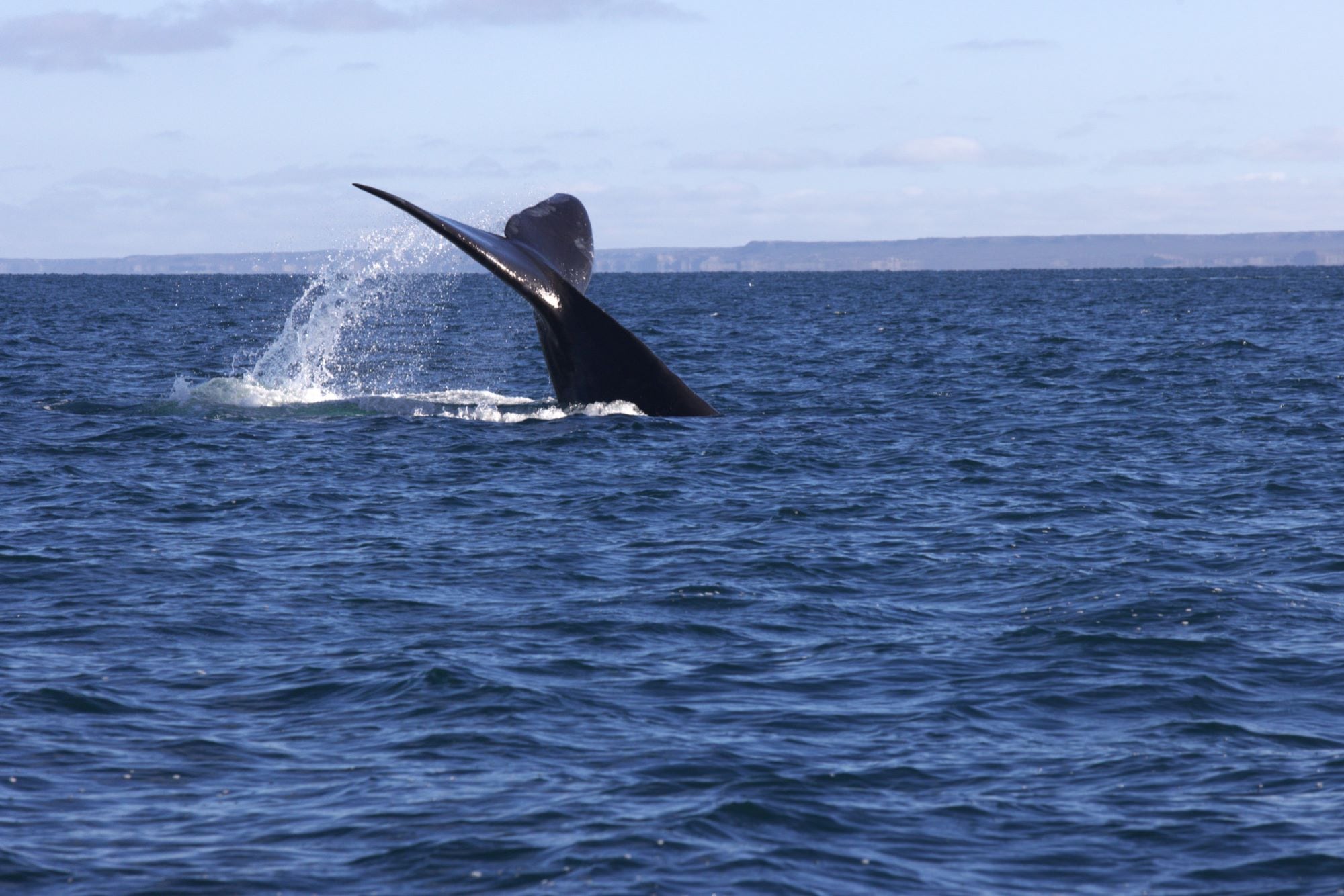Cola de ballena: un espectáculo único.