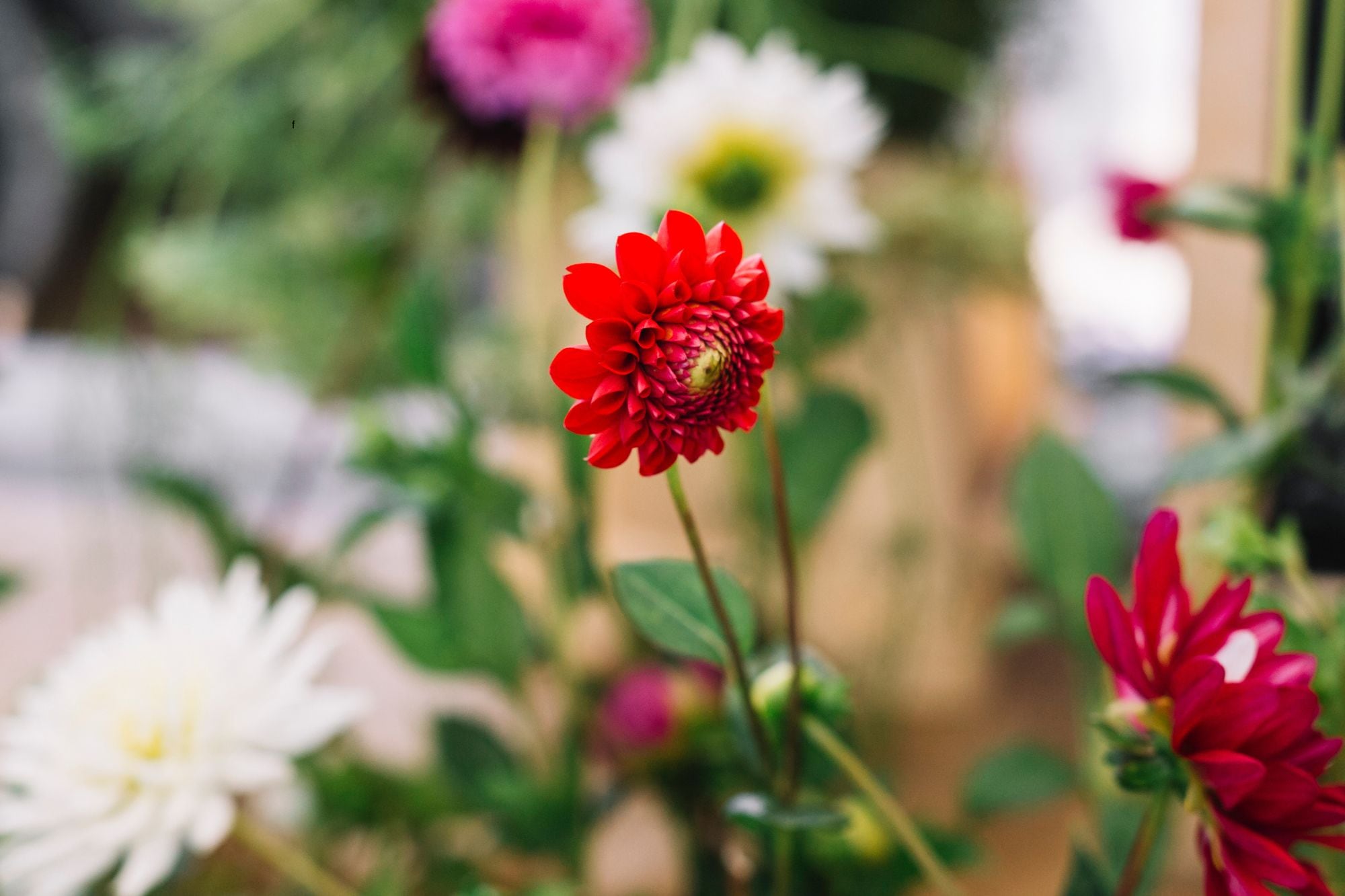 Las cinco plantas ideales para un jardín lleno de color y de bajo mantenimiento