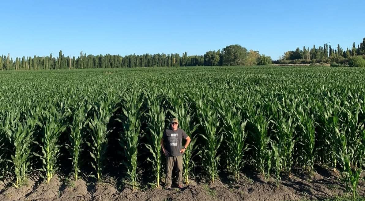 Ya vende 30 toros por año: se fue a la Patagonia y comenzó de cero un ambicioso proyecto en un lugar hoy muy pujante 9 En el establecimiento, el maíz cumple un rol central dentro del esquema productivo. Todos los años destina alrededor del 20% de la superficie a maíz