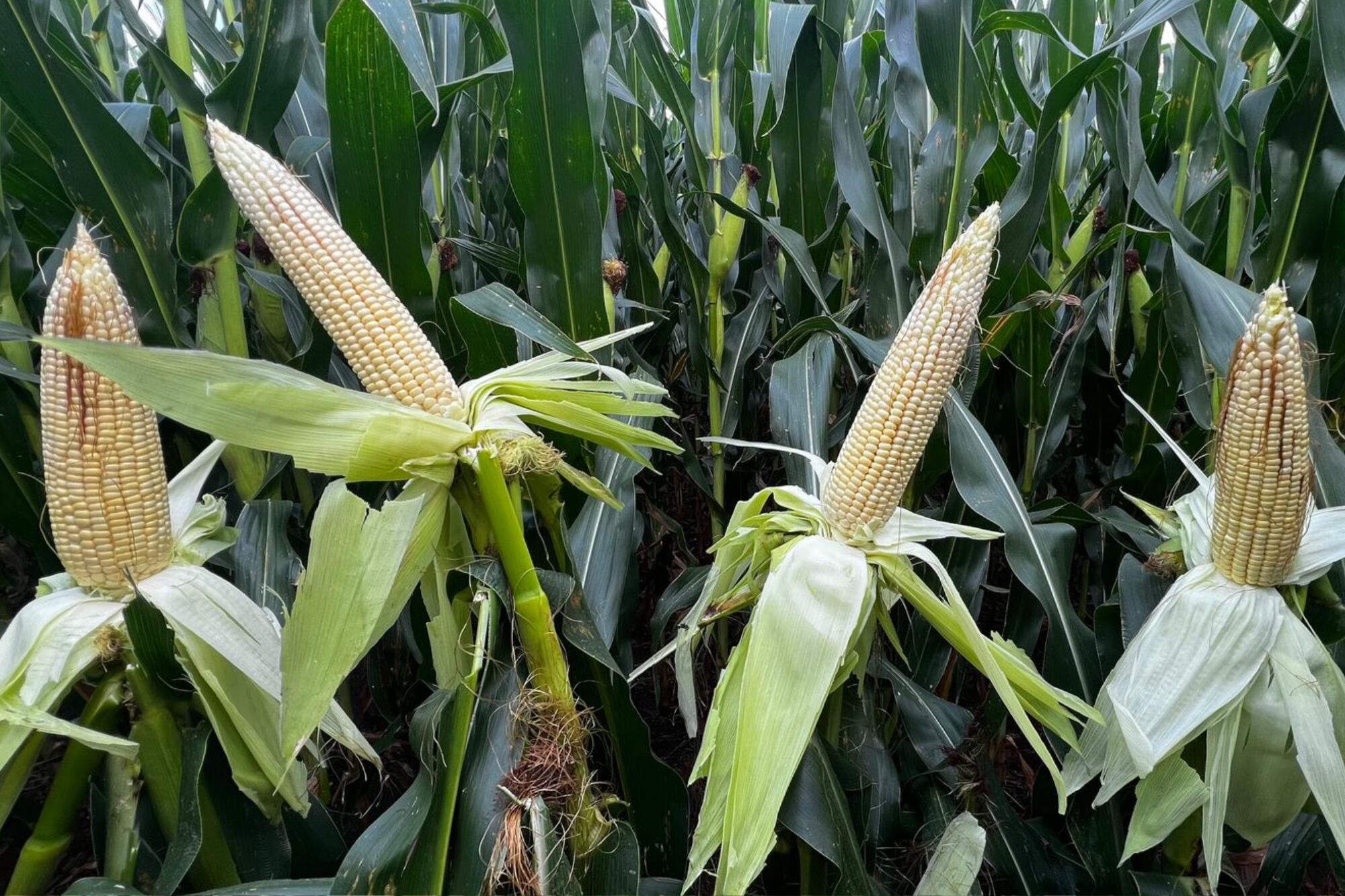 Otro lote con maíz en el sudeste de Córdoba