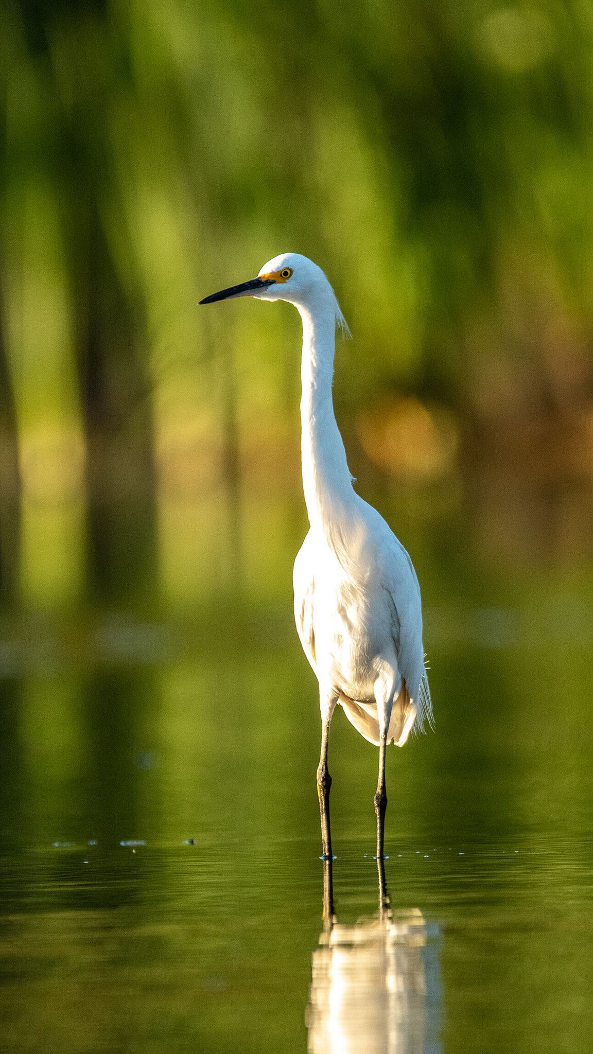 Hay más de 270 especies de aves en la zona.