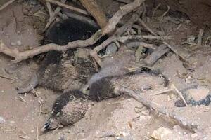 Qué dijo el fiscal en los alegatos finales del juicio por la masacre de pingüinos