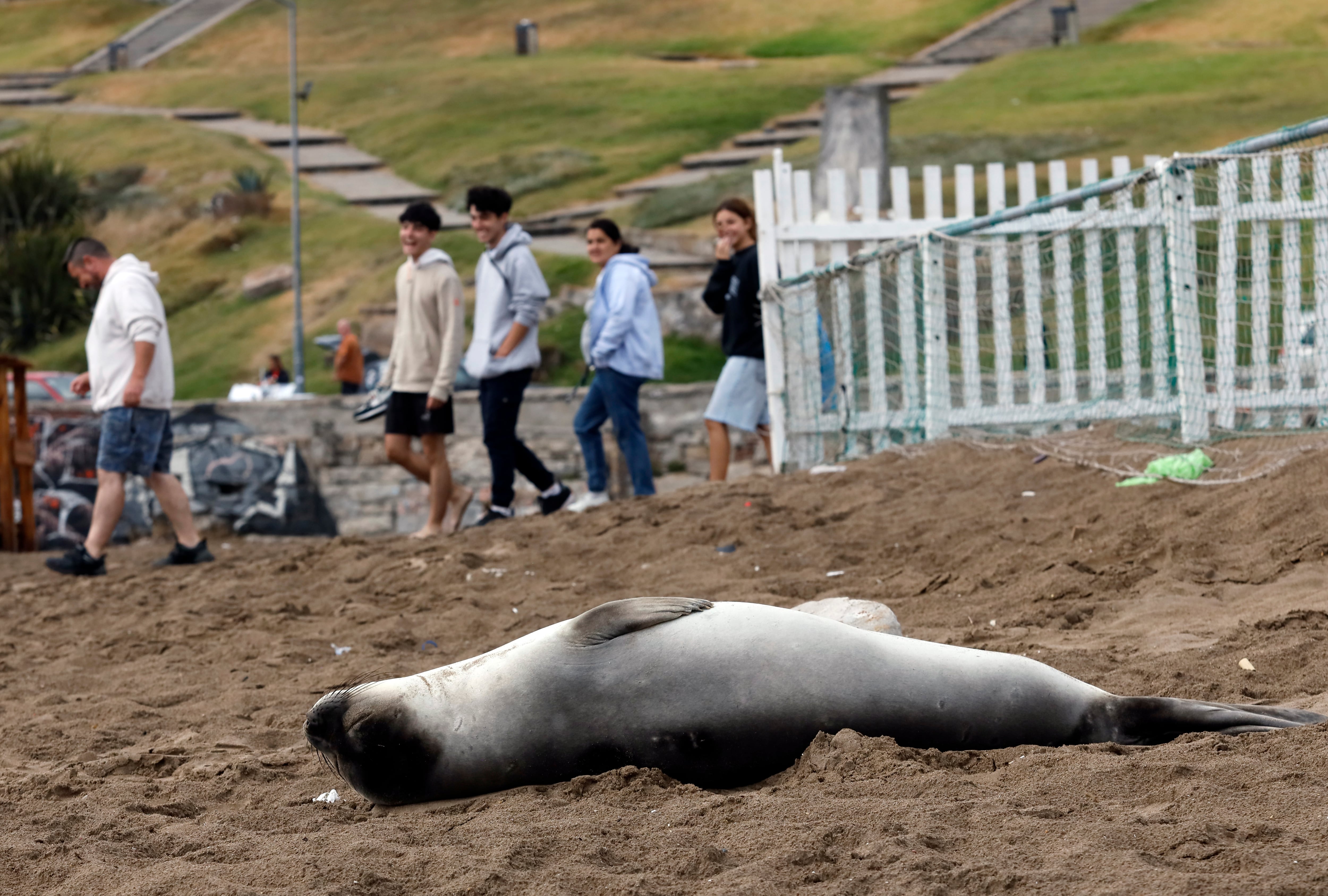Un lobo marino que salio a descansar sorprendió a turistas en la zona de La Perla a mitad de enero