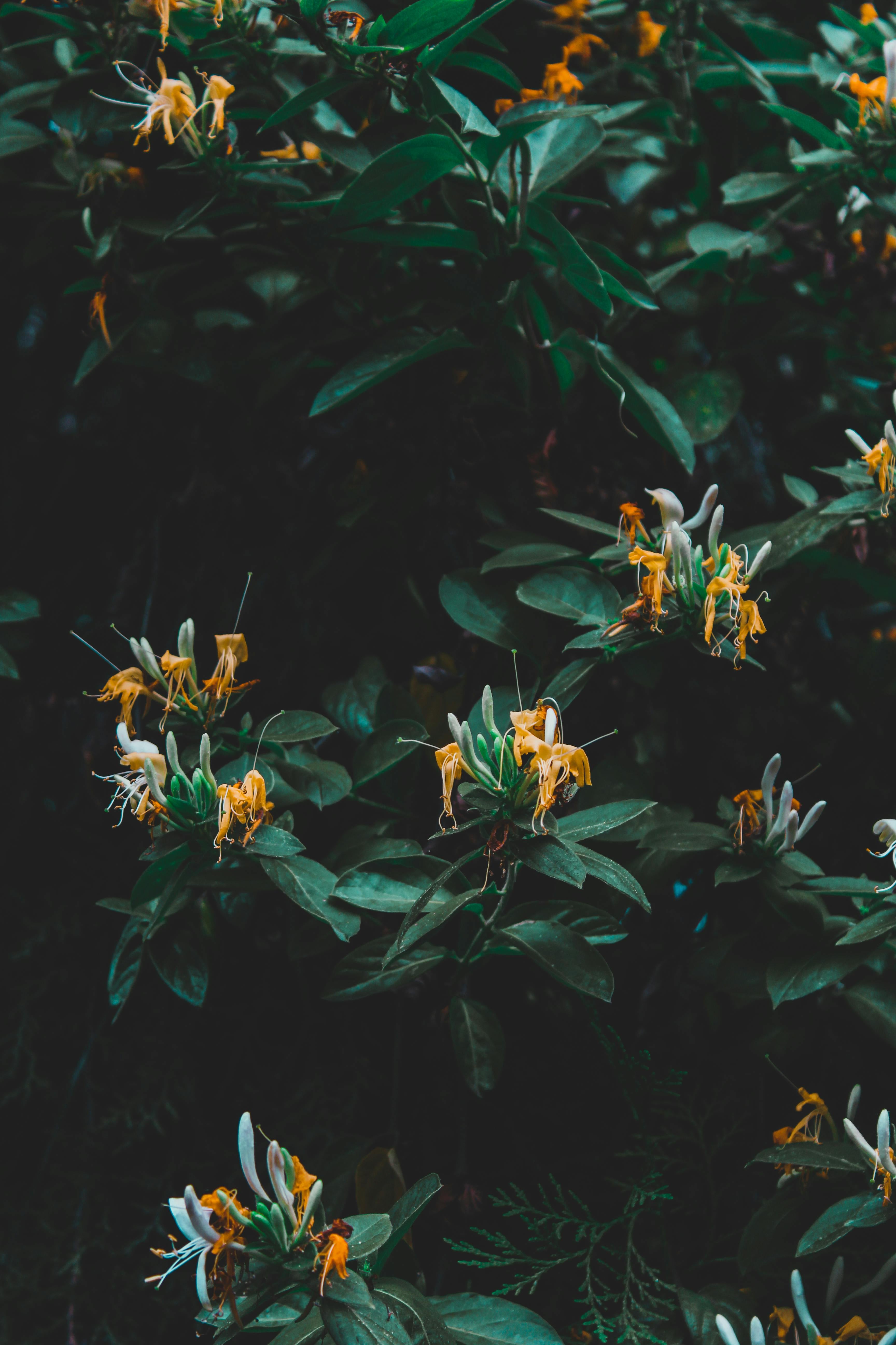 La planta madreselva expande sus flores de noche