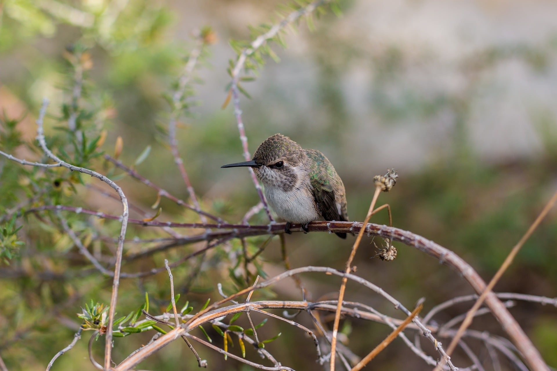 Los colibríes son conocidos por su pequeño tamaño