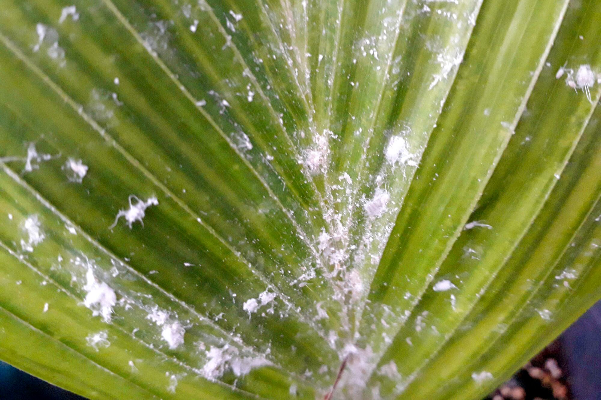 En casos extremos, los insecticidas sistémicos que se absorben a través de las raíces y se distribuyen por toda la planta pueden ser una opción ya que matan a las cochinillas cuando se alimentan de la savia