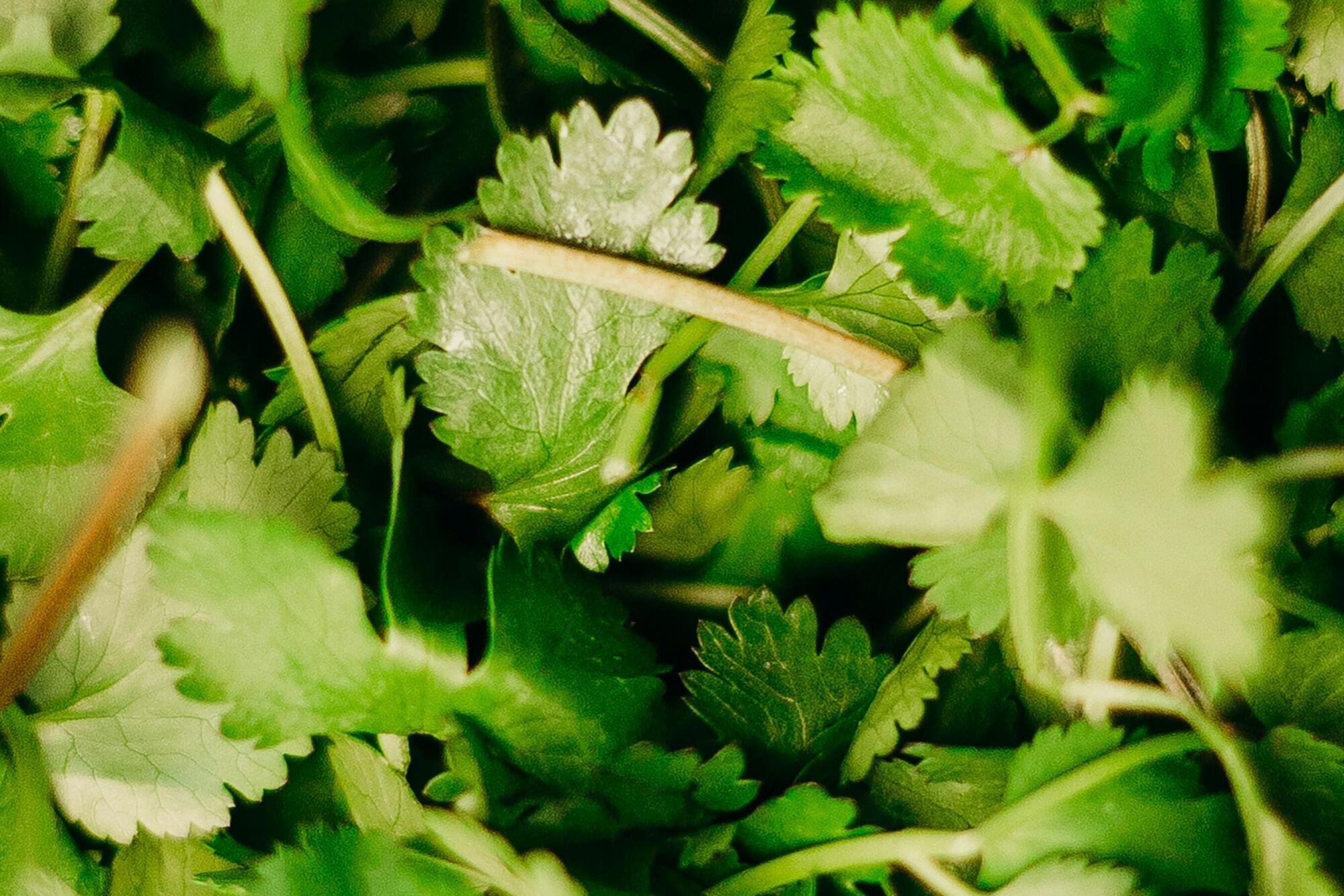 Los Institutos Nacionales de Salud (NIH) señalaron que el perejil contiene diversos compuestos bioactivos que lo convierten en un aliado saludable