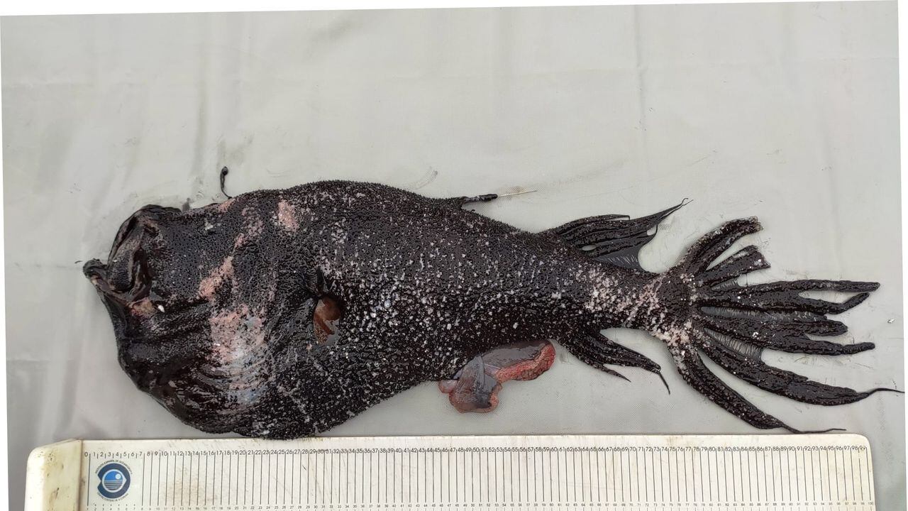 El pez diablo no logró sobrevivir al llegar a la superficie marina