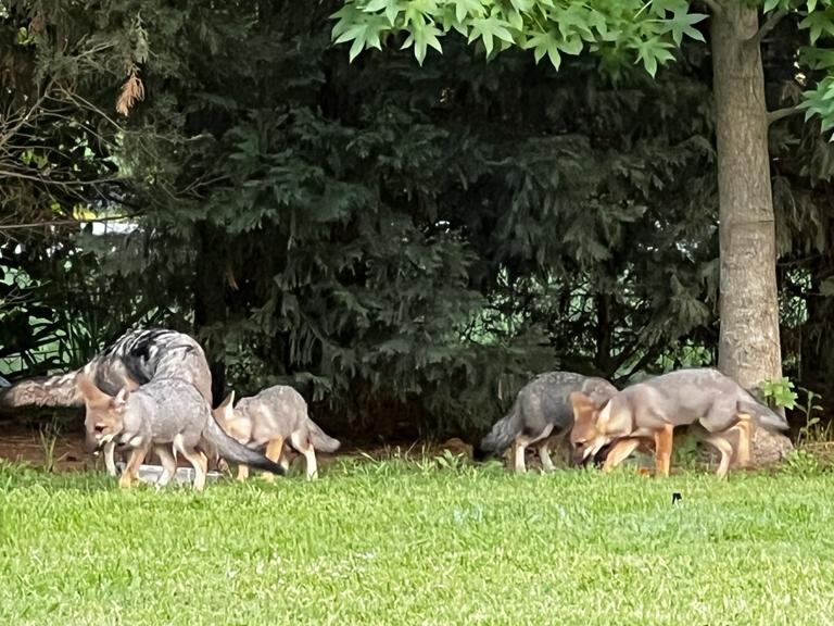 Zorros en Pilar del Este