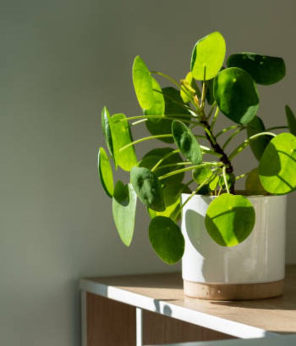 Debe estar ubicada en la esquina de la casa. Foto:iStock