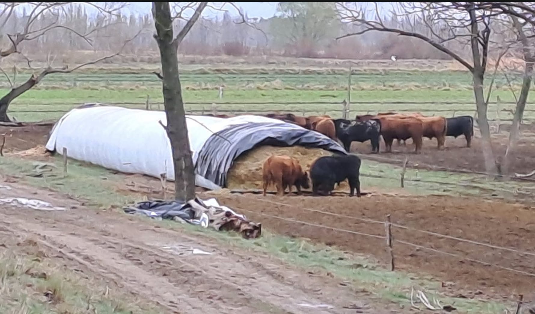 Ya vende 30 toros por año: se fue a la Patagonia y comenzó de cero un ambicioso proyecto en un lugar hoy muy pujante 8 A fines de la década del 80 decidió buscar nuevos horizontes y se trasladó a Río Negro