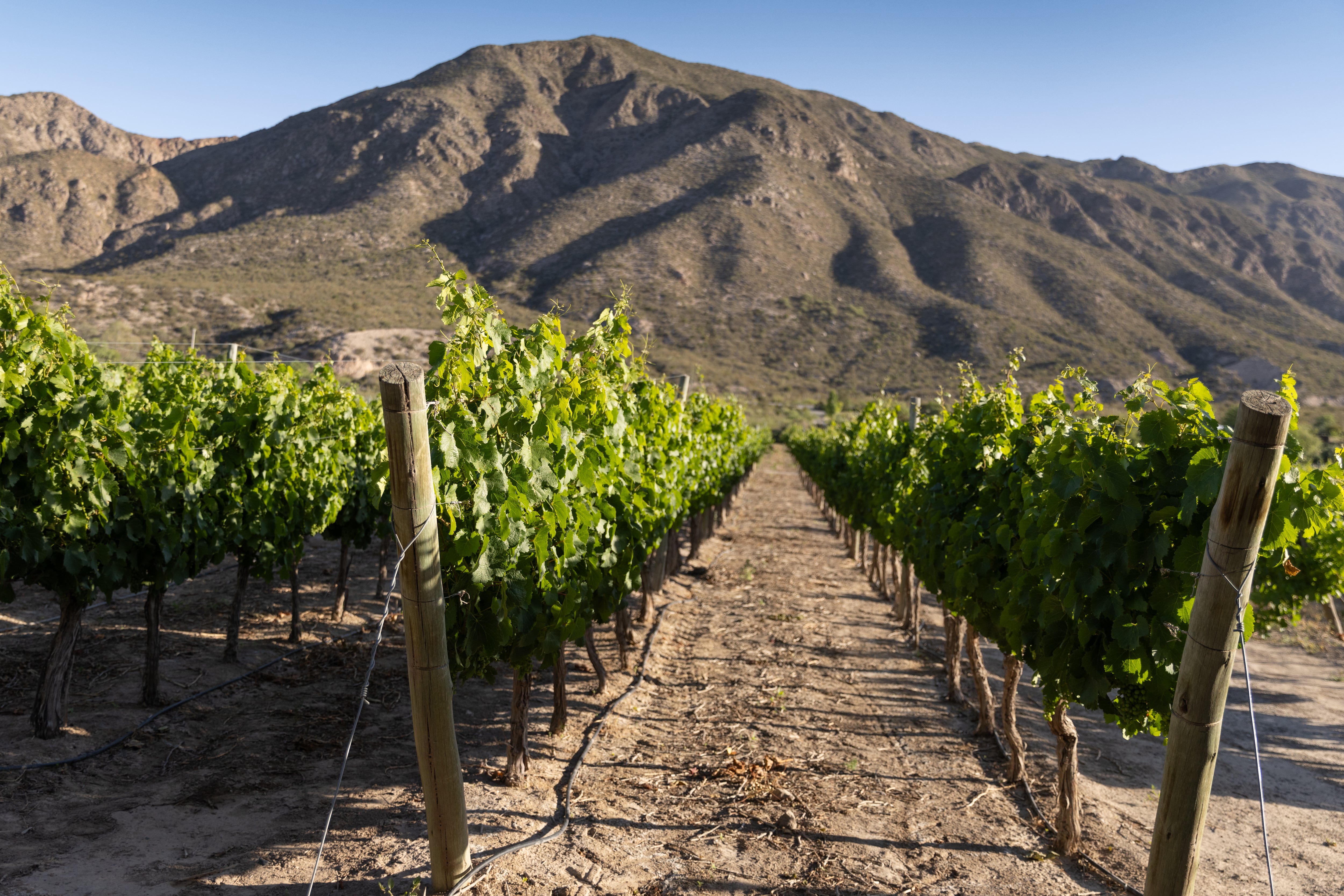 Los viñedos con la precordillera detrás