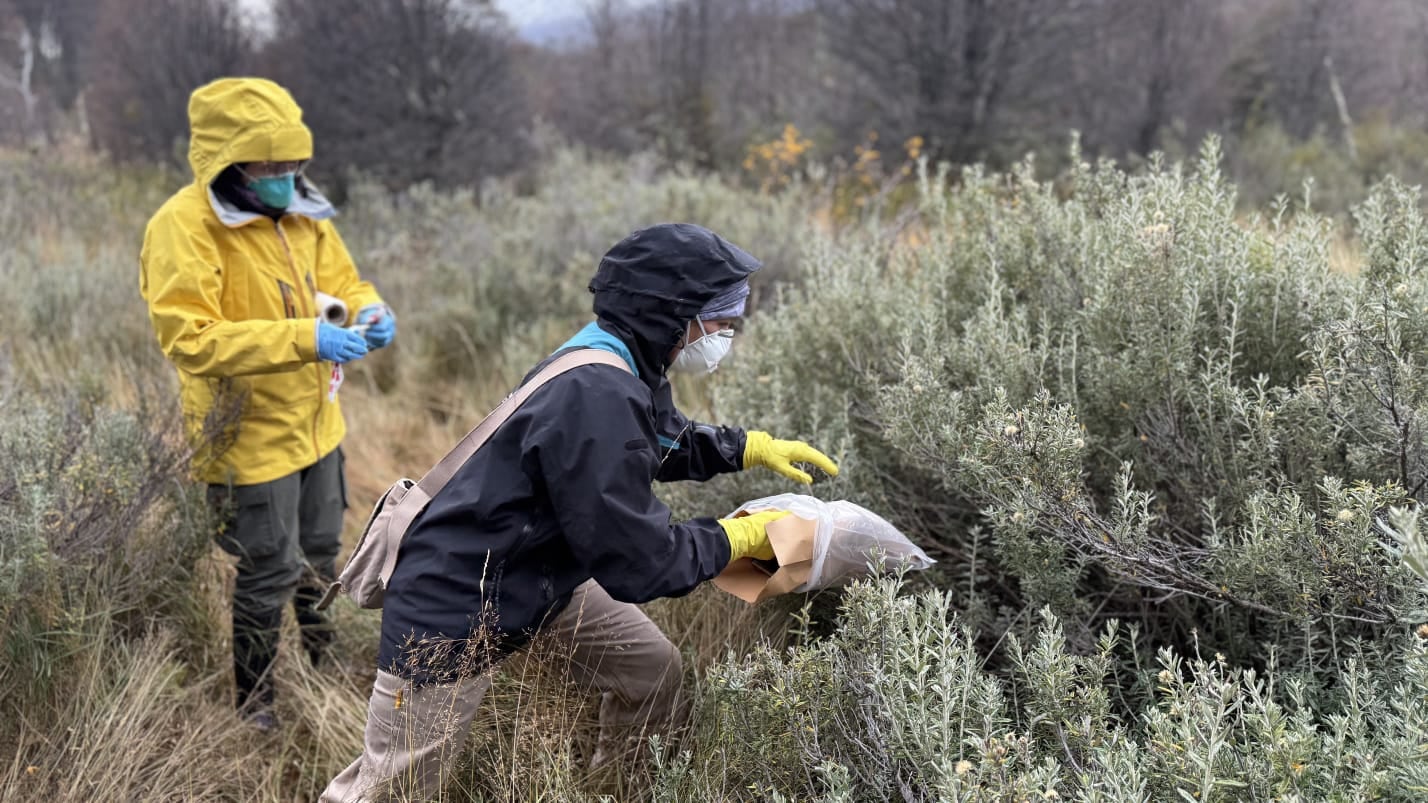 La bióloga Carla Bellomo en pleno trabajo de campo