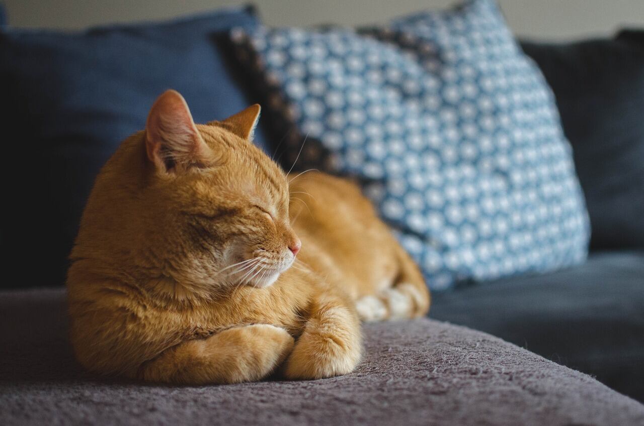 Varios estudios sobre la percepción del gusto en gatos indicaron que su sentido del gusto evolucionó en función de su dieta carnívora (Foto ilustrativa: PIXABAY)