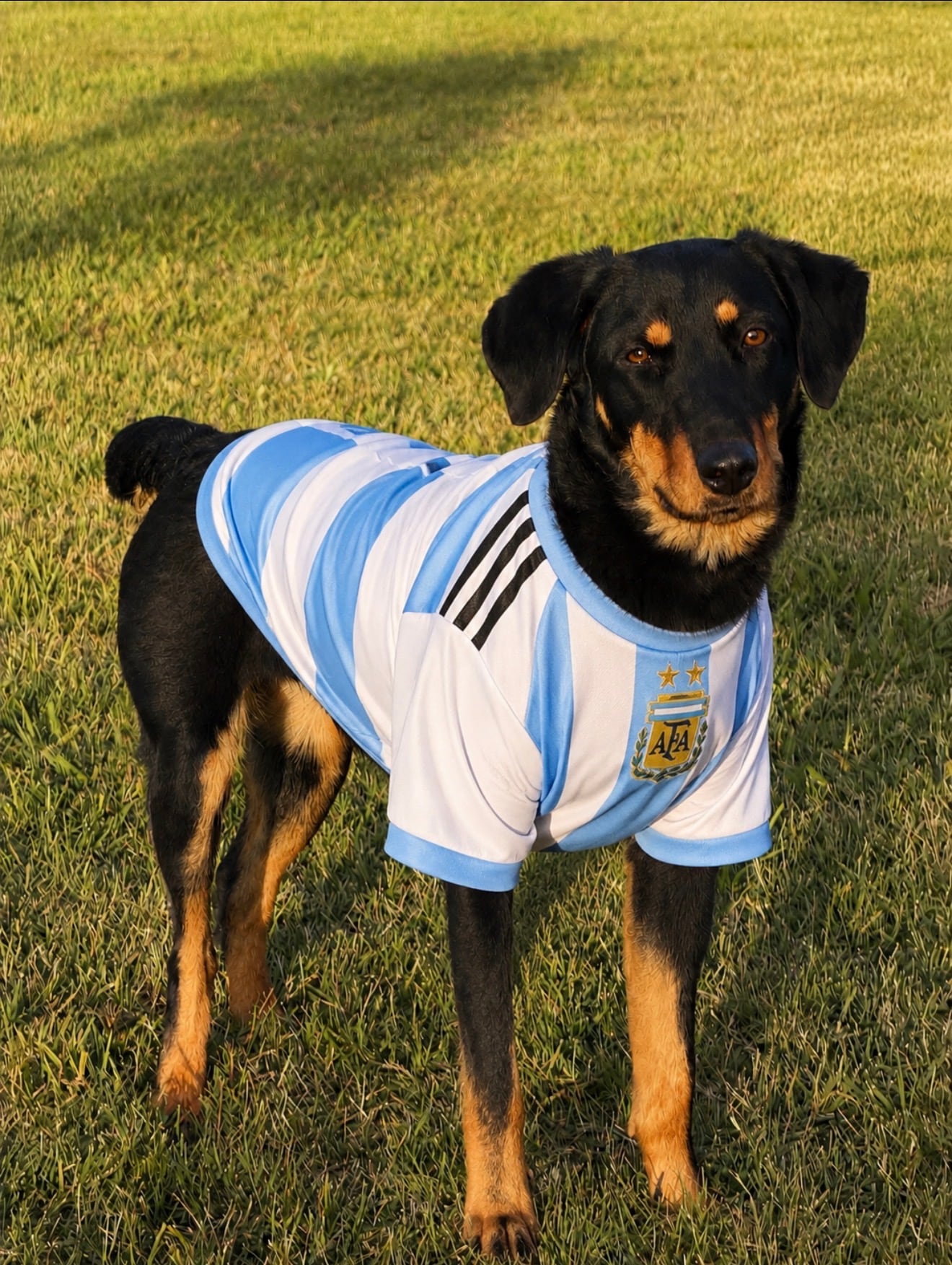 Tenía familia, pero cuando dejó de ser cachorra su realidad cambió: "La descartaron como un sillón viejo"