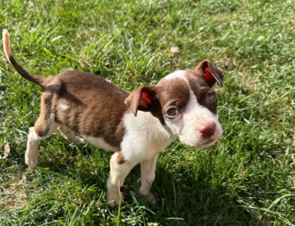 Lo abandonaron en una estación de servicio, estuvo a punto de morir de hambre, pero lo salvó un policía