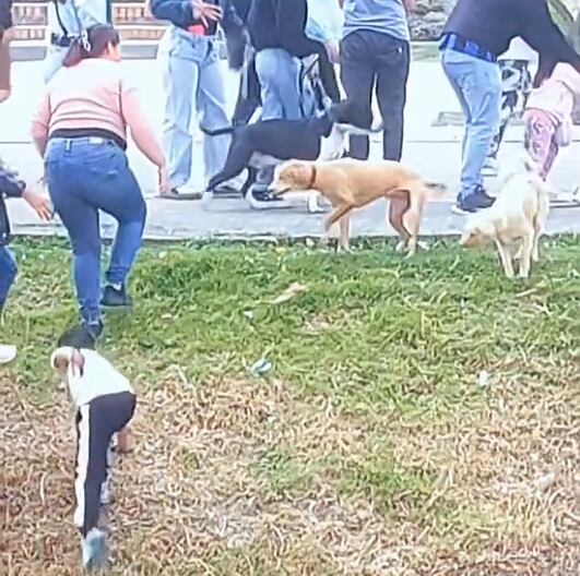 El perro salió ileso y todo quedó en una mala experiencia nada más (Captura: @nicogallartdo)