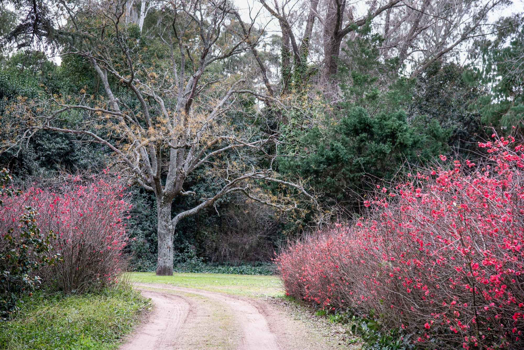 Uno de los cambios más drásticos del invierno ocurre con las especies caducifolias, aquellas que pierden las hojas