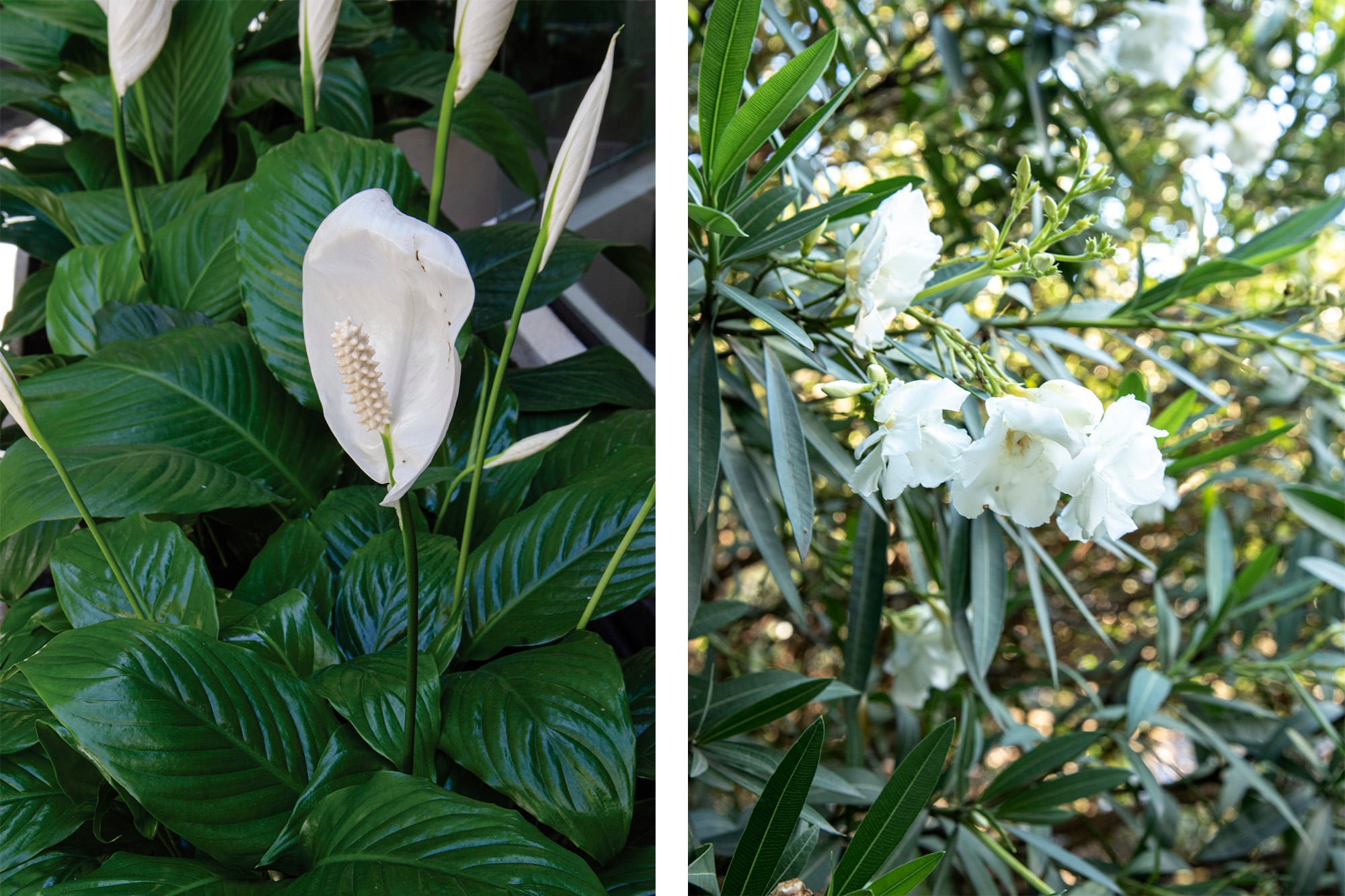 Lirio de paz y Nerium oleander, dos especies muy comunes y altamente tóxicas para mascotas