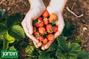 La guía práctica y fácil para cultivar frutillas en tu casa