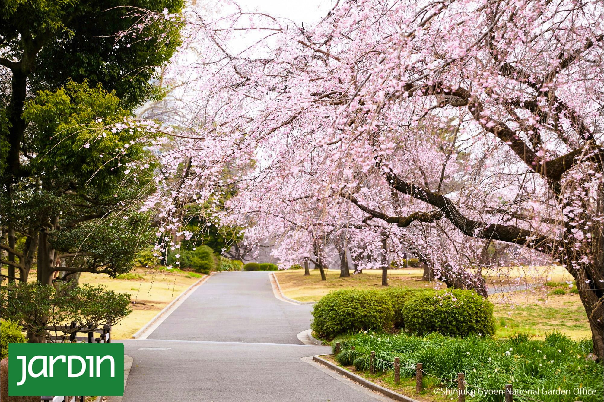 Shinjuku Gyoen: el parque de Tokio donde florecen más de mil cerezos