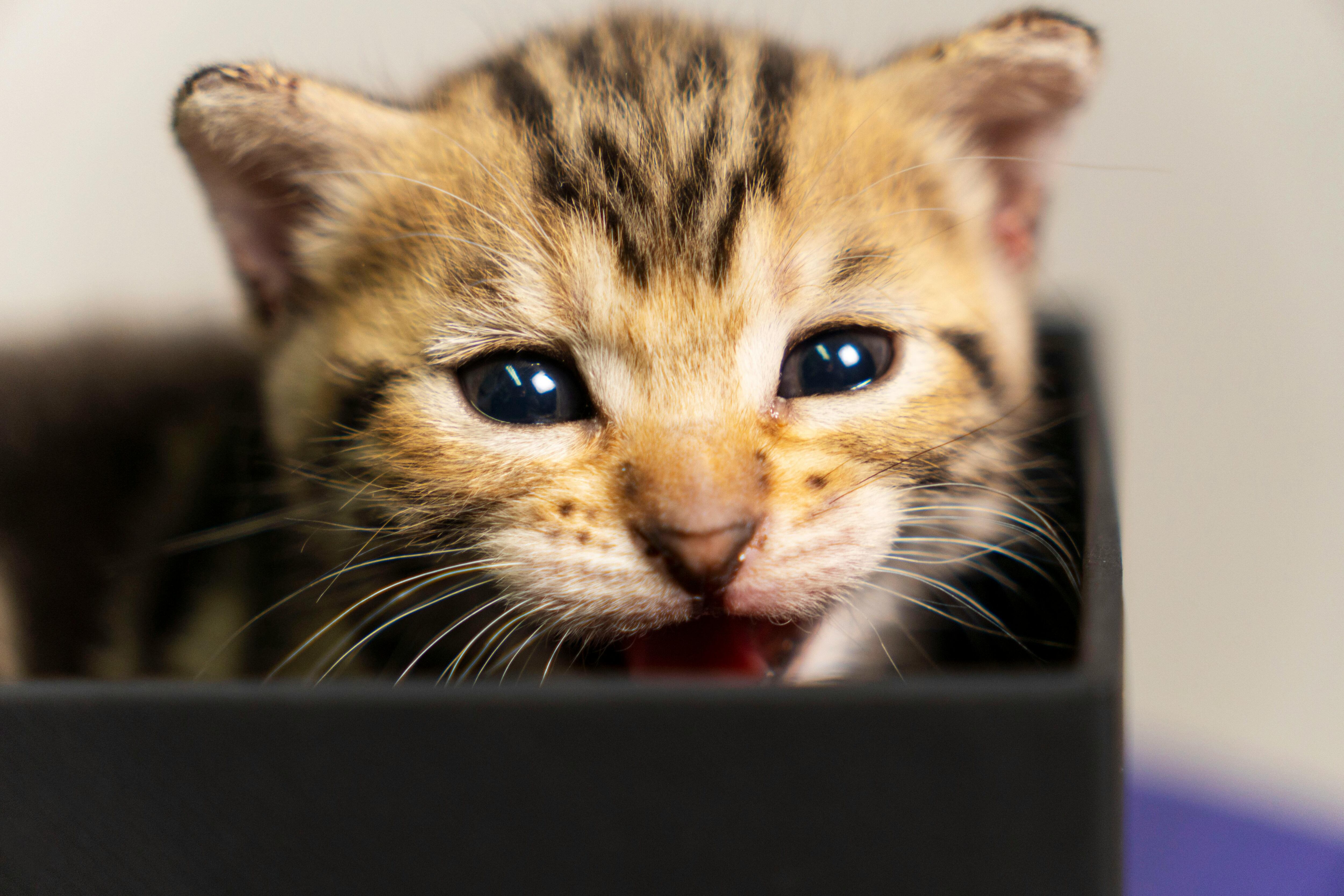 MeowTalk estudia los patrones de los maullidos y les asigna significados concretos