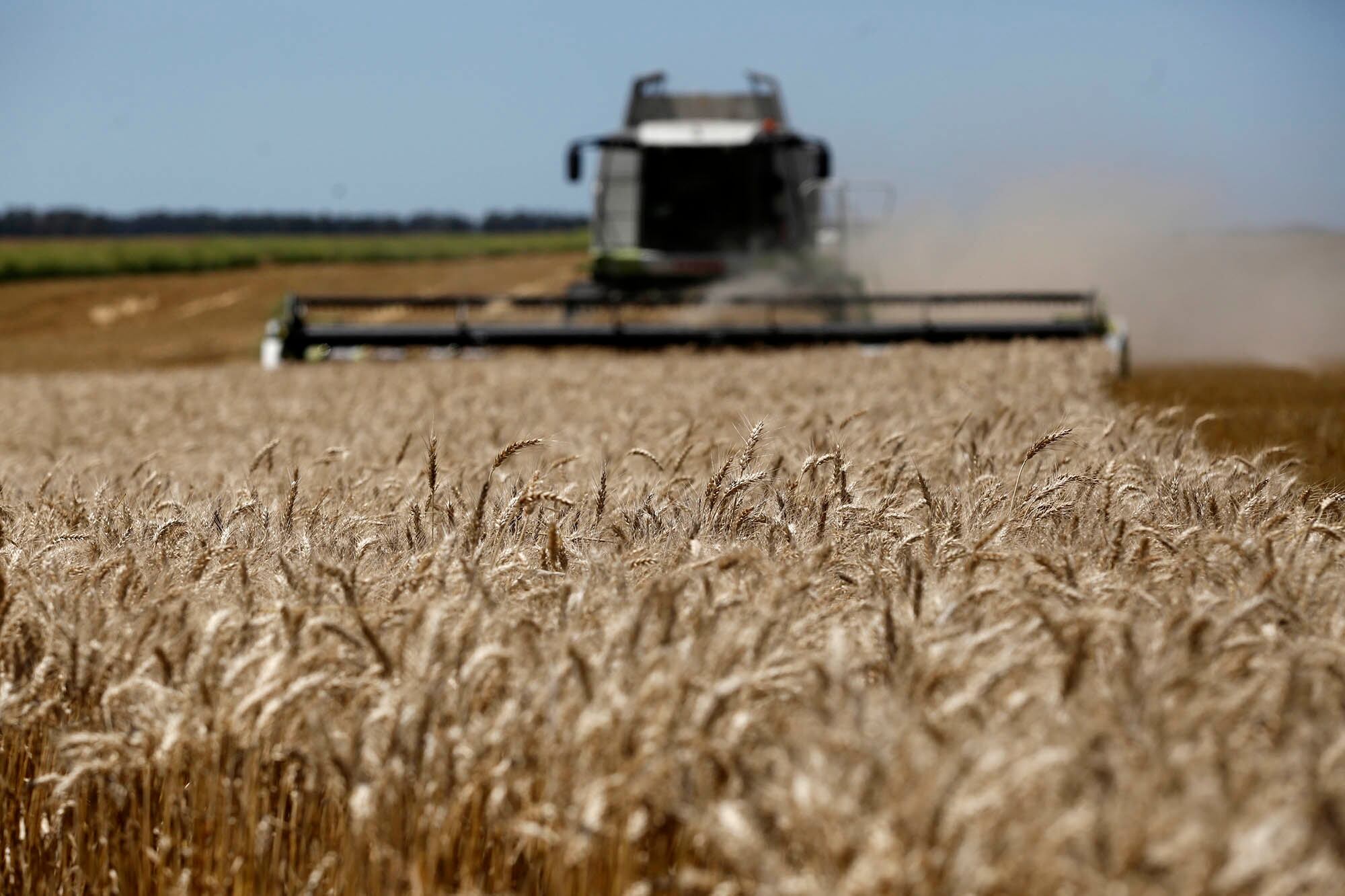 La Argentina importará trigo desde Paraguay: la industria dice que falta oferta