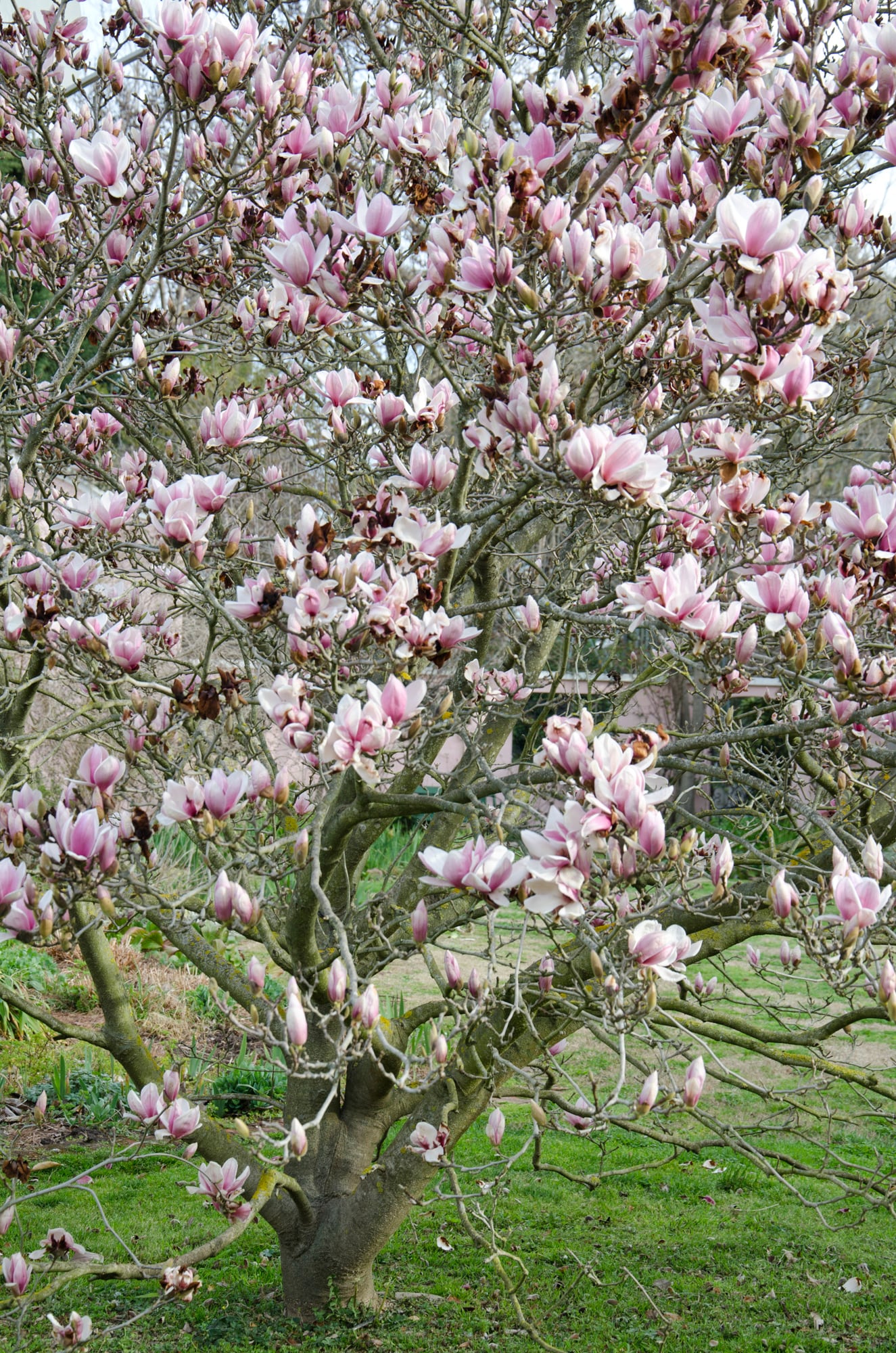 La magnolia florece antes de cubrirse de hojas y deja que sus grandes flores dominen por completo la escena