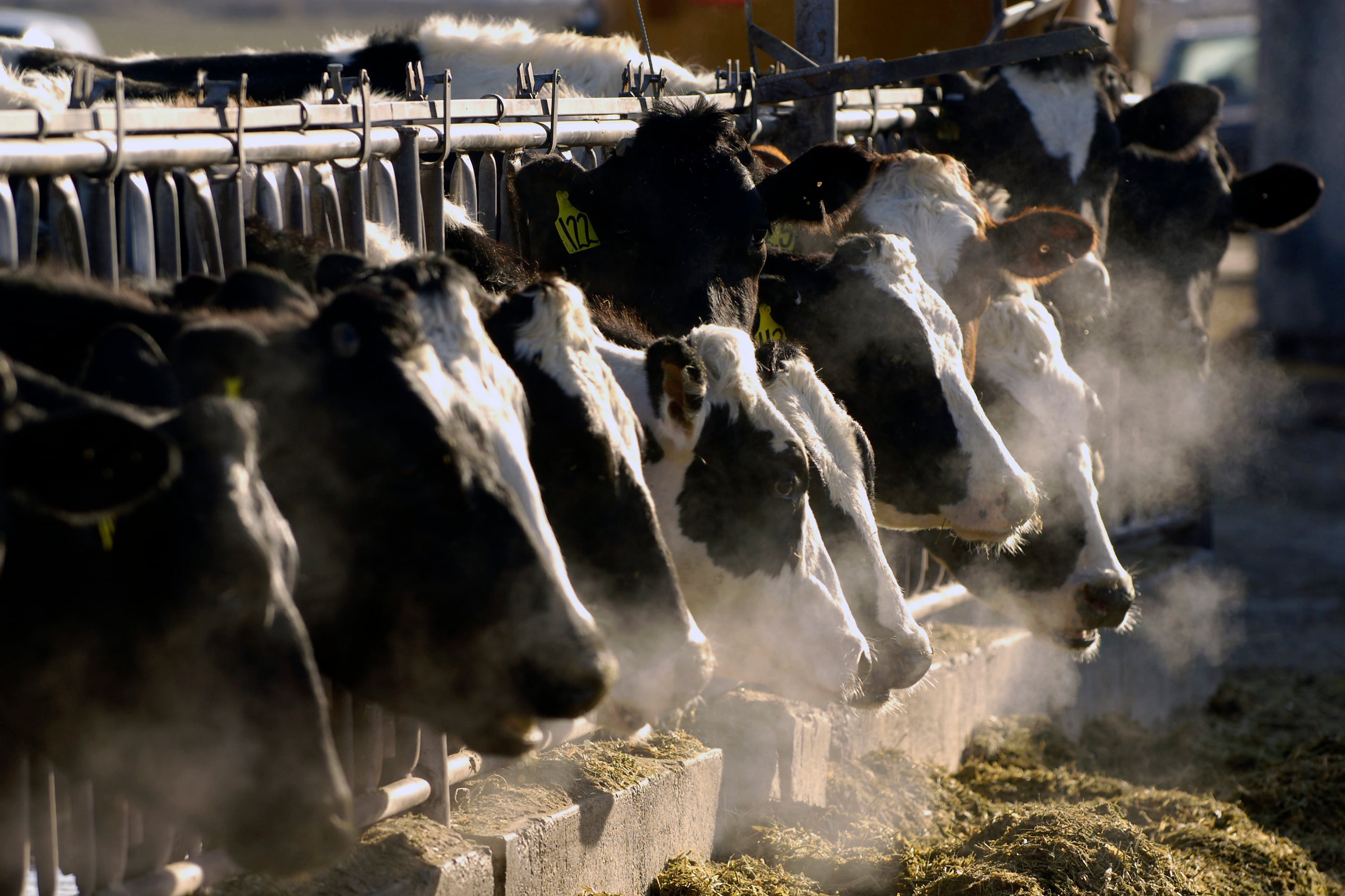 El virus H5N1 se infiltró recientemente, por primera vez, en vacas lecheras