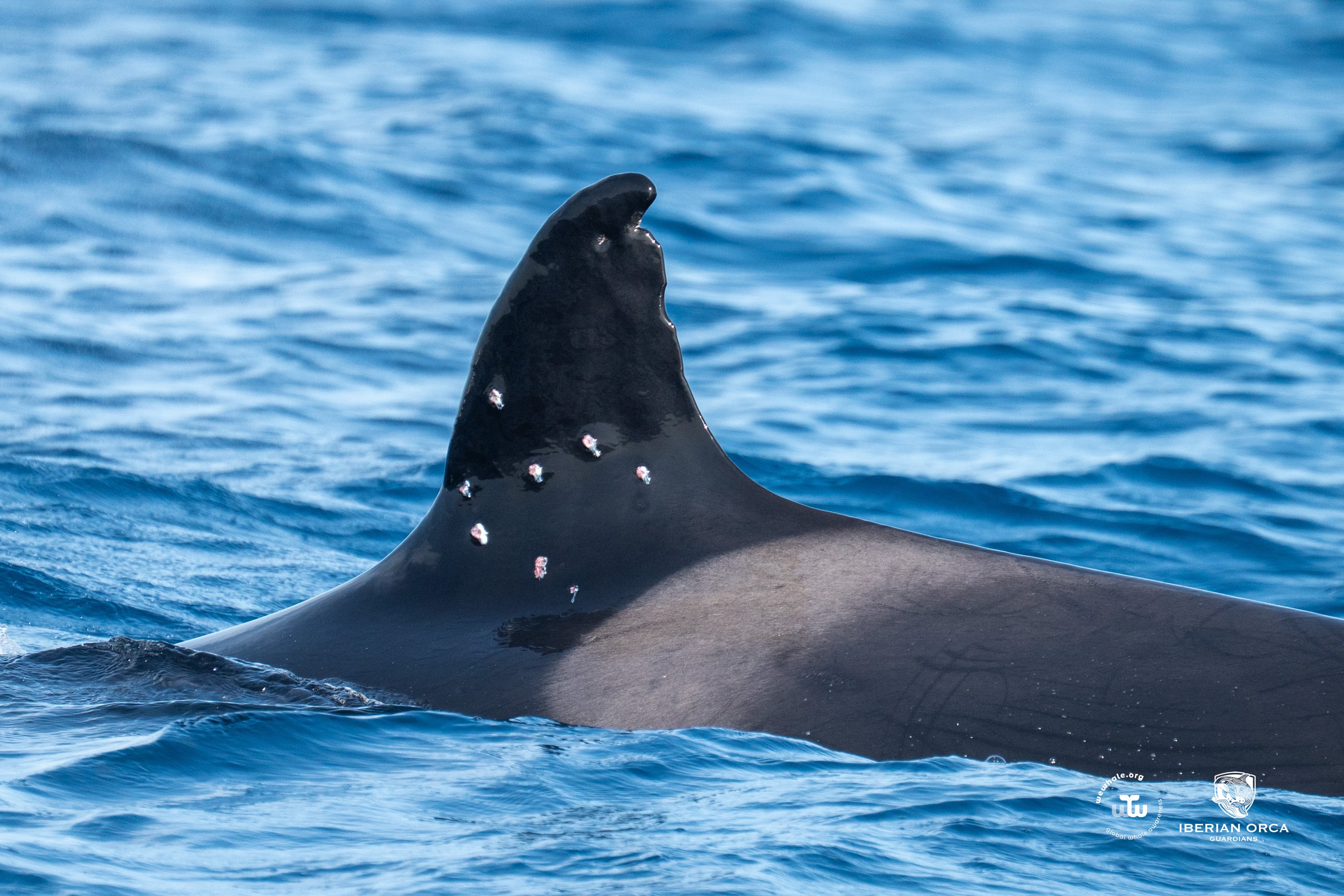 Los proyectiles que hirieron a la orca Toñi son de 9 milímetros