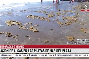 Invasión de algas en las playas de Mar del Plata; ¿cuándo se van?
