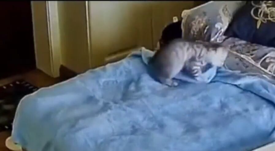 El gato acomodó la manta en la cama y se acostó arriba