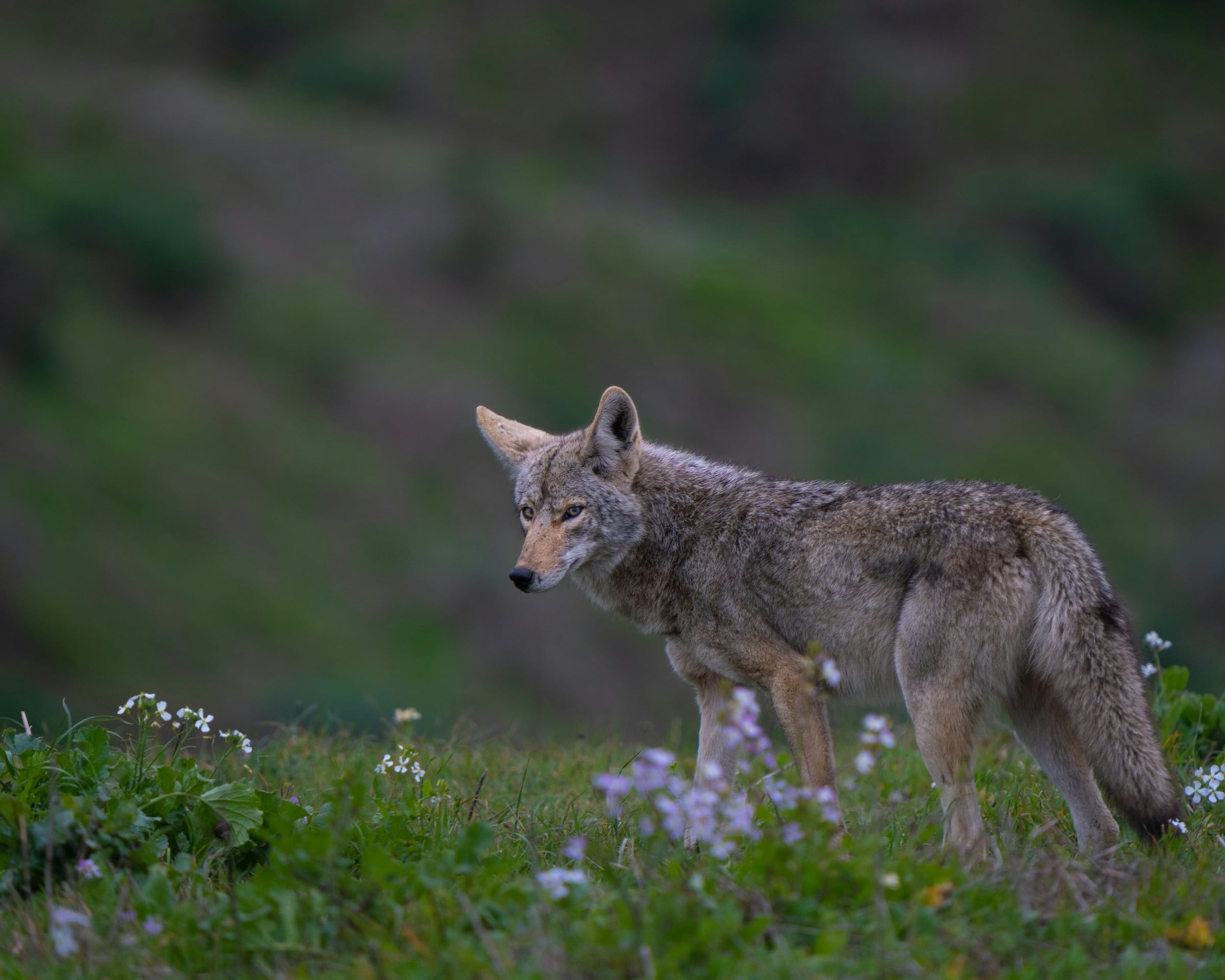 Se aconseja mantener a gatos y perros pequeños dentro de casa o bajo supervisión directa de un adulto en temporada de coyotes (Unsplash)