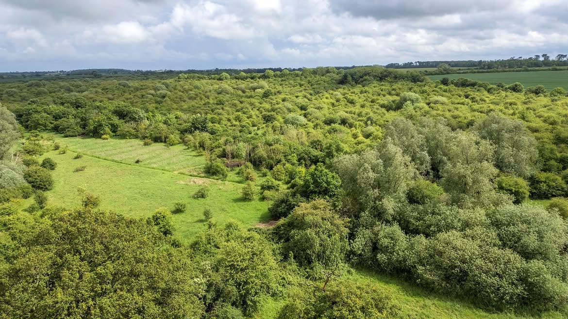 El campo cosechado pasó a ser una reserva natural llena de vida