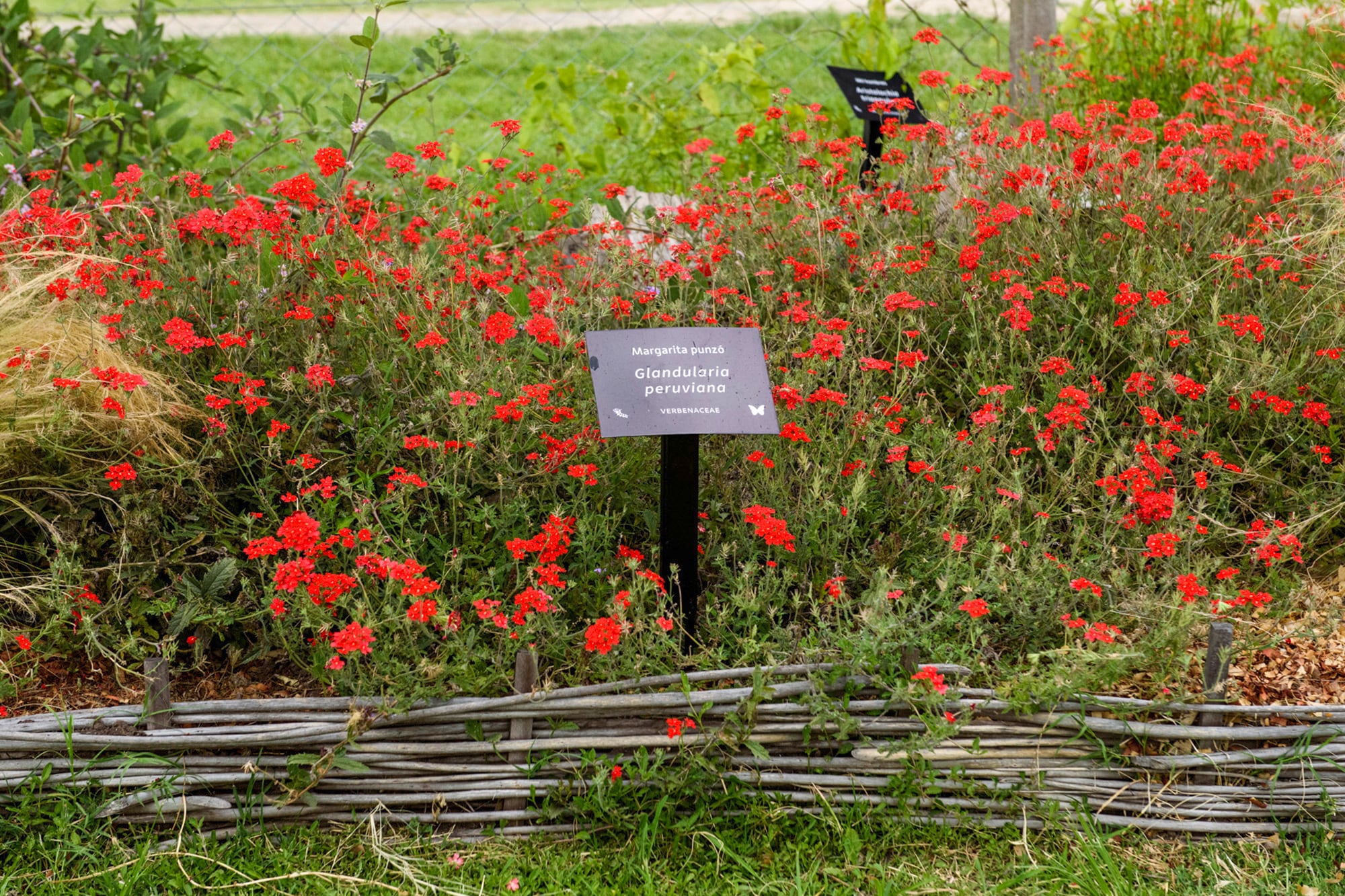 Una plantación de Glandularia peruviana para atraer a la mariposa espejitos